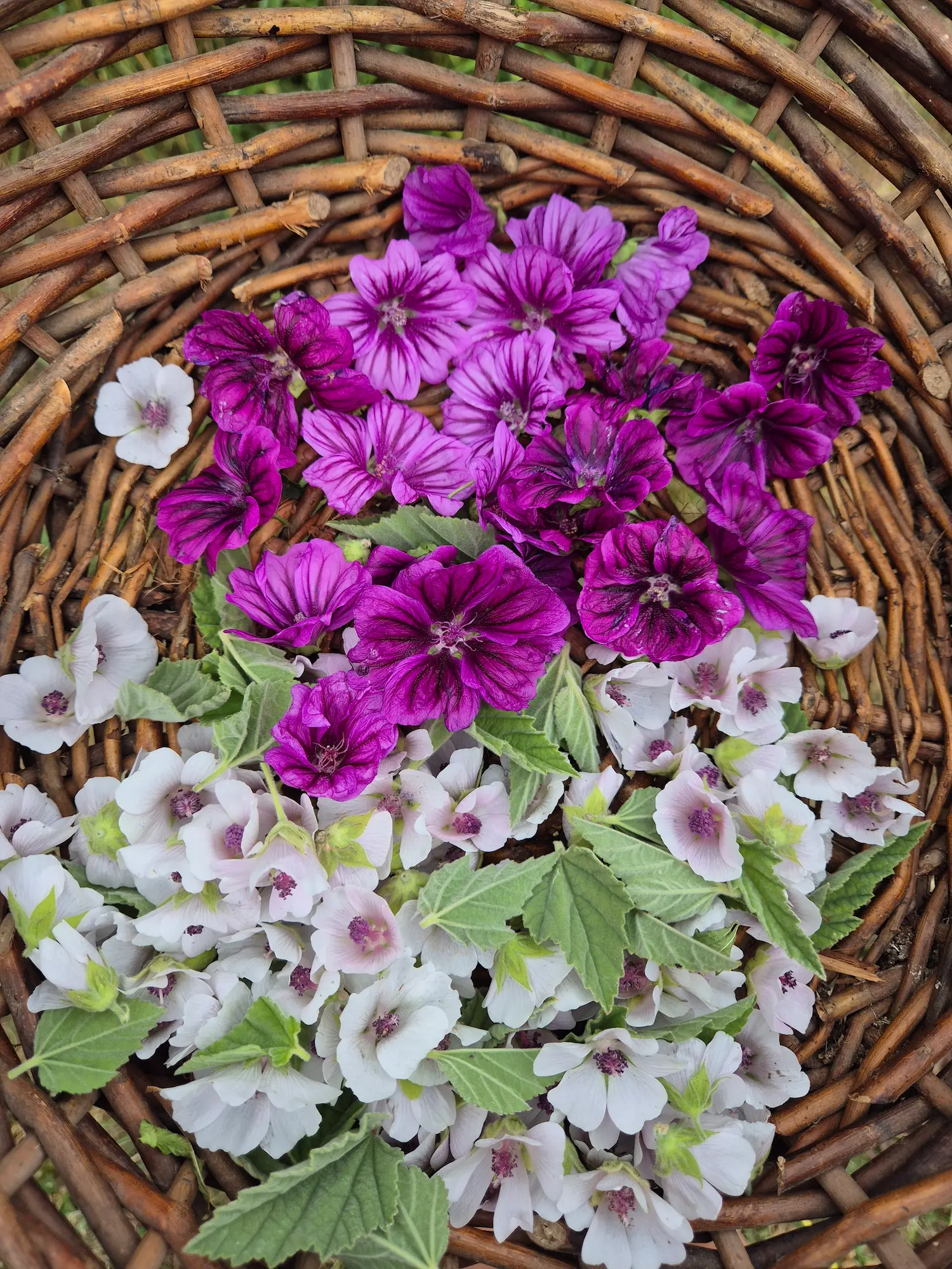 Cueillette des plantes