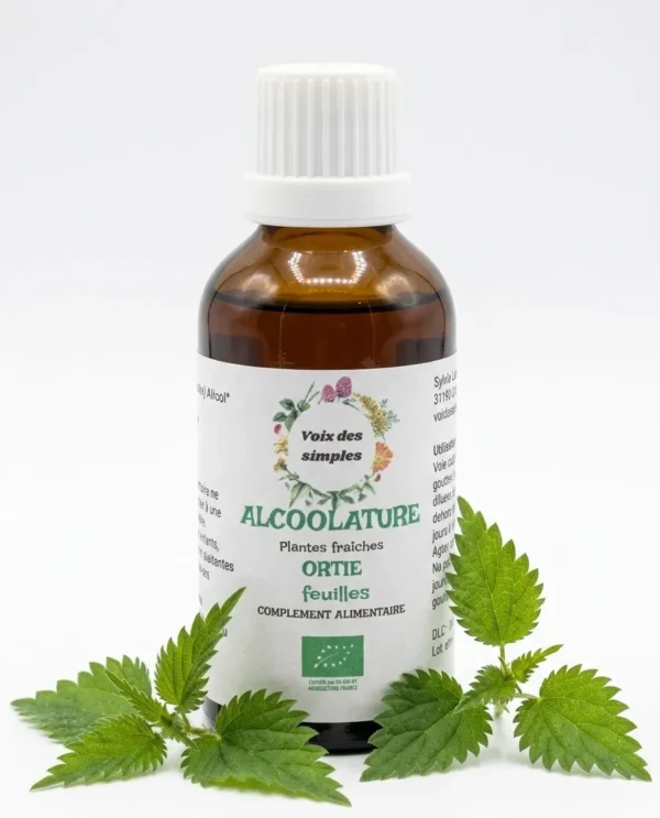 Ortie Urtica Dioica L. Feuille