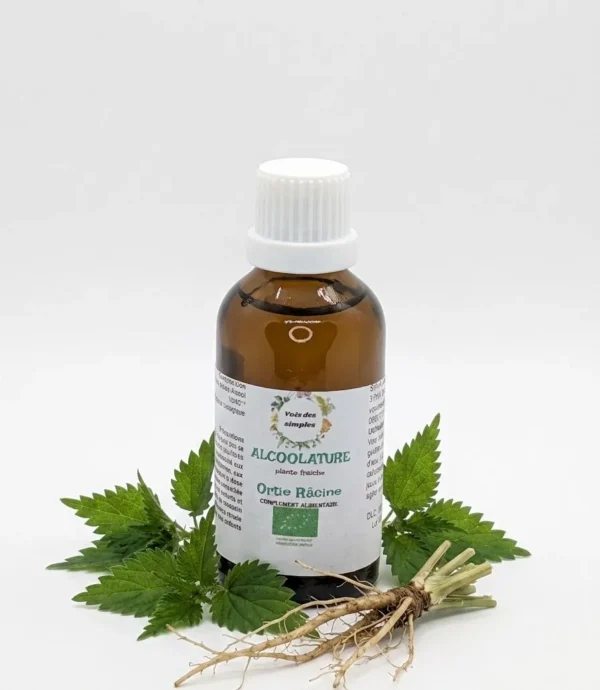 Ortie Urtica Dioica L. Racines
