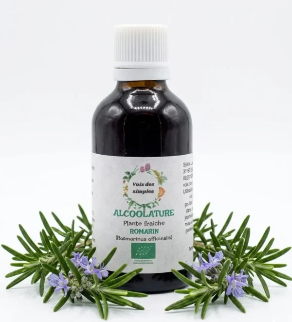 Romarin Rosmarinus Officinalis