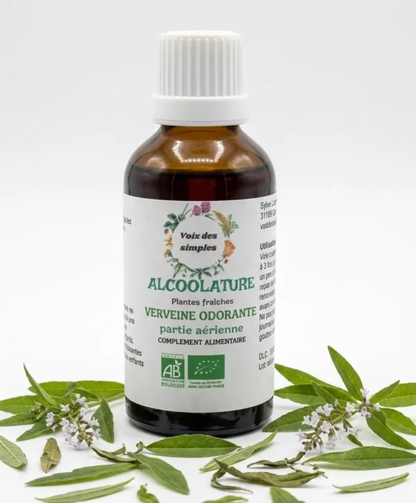 Verveine Odorante Aloysia Citriodora