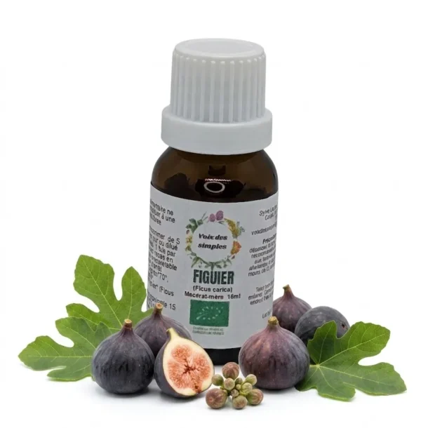 Figuier