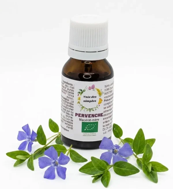Petite Pervenche